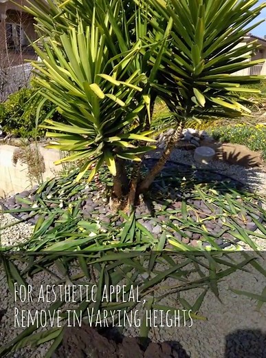 How to Trim or Prune a Yucca Plant