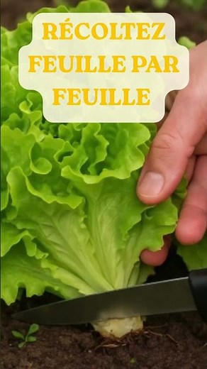 🌿Laitues : l'astuce pour en avoir TOUT le printemps !🌿#potager
