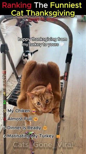 Ranking The Funniest Cat Thanksgiving Moments 😂🦃