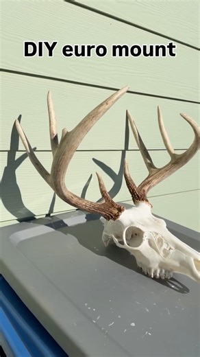Stephen Cordaro on Instagram: "DIY euro mounts are great for remembering a hunt, they look good and are cost effective! Here’s my step by step process for my most recent Kansas archery buck. Step 1: remove the hide from the deer head using a skinning knife, then remove lower jawbone. Step 2: bring a stock pot to a low simmer and place the deer head into the pot. Recommended to do outside using a turkey boiler and propane tank. Within an hour or two the meat will be thoroughly cooked. You can sim