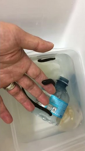 How to raise leeches