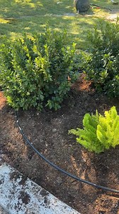 21 reactions | Back to Beautiful  | Clean Cut Landscape Co. | Facebook