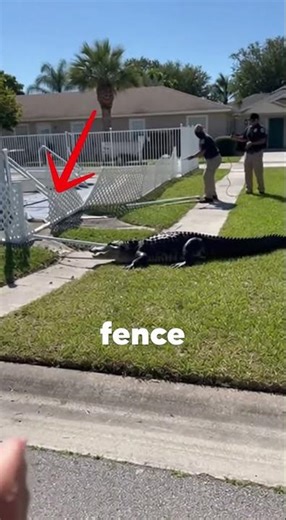 This Teen Found an Alligator in His Pool…😱😱