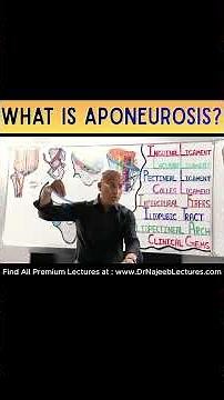 What Is Aponeurosis? Explained in 1 Minutes!