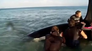 1.6M views · 47K reactions | The Whale Sanctuary Project has a...