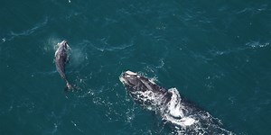 Concerning report shows critically endangered North Atlantic right whale population continues to decline