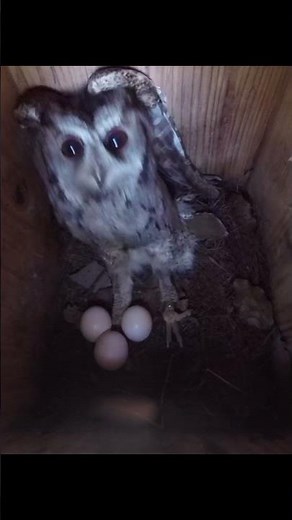 Three Eggs! Mother Owl's Secret Nursery Revealed (Campus Nesting Ep. 2)