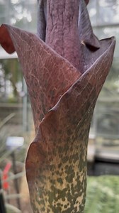 Cue the stink! We have two blooms of the Amorphophallus konjac corpse flowers. This is another species in the same family as the famously large corpse flower Amorphophallus konjac. This smaller blooms also emit a stink like rotting meat to attract pollinators like flies and beetles. Find them on display in the Garden Court. | U.S. Botanic Garden