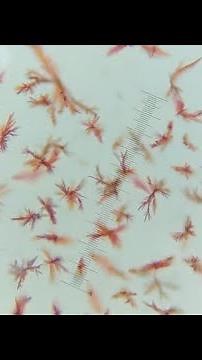 Examination of Blood Stains: Confirmatory Test : Takayama Test #forensic #forensicfiles #experiment