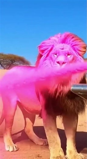 Cat vs Lion King Part 1 🐱🦁⚔️#catlabs #FunnyPets #AnimalComedy #CatVideo #CatVsLion #CatASMR #CuteCat