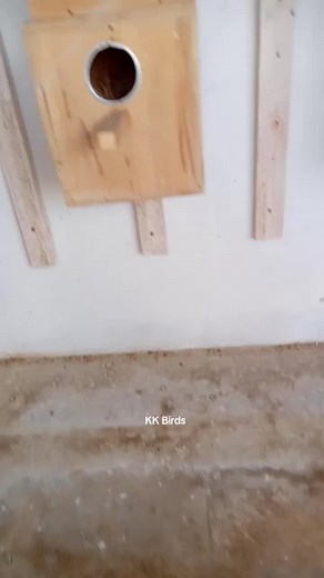 KK Birds on TikTok
