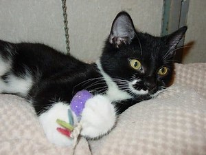 PHOTOS: It's National Cat Day