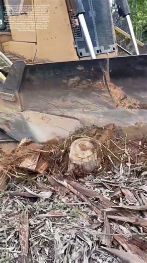 Baumstümpfe glätten: Wie Maschinen die Landschaft neu formen