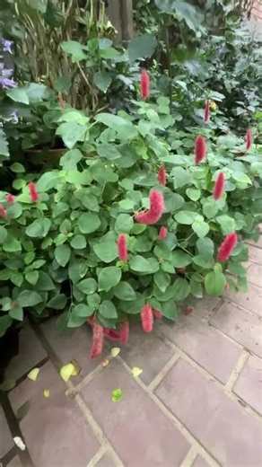 キャットテール Cat tail⠀2025年10月13日⠀キャット・テール（Cat tail、学名：Acalypha reptans）