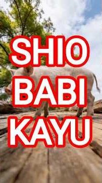 Sifat Positif dan Negatif Shio Babi Kayu 🌿🐷 | Ramah, bijak. #ramalan #shio #babi