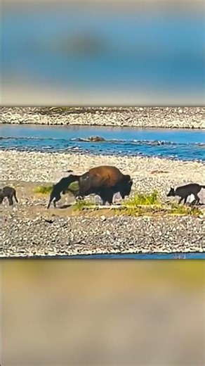 Wolves Attack a Bison… Bison Fires Back with a Kick 😳
