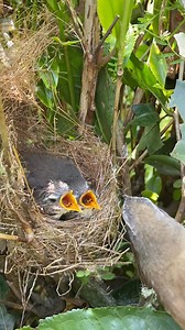 6.2K views · 215 reactions | ️ #NatureBeauty #BeautifulBird ❤️ #FeatheredFriends 諾 #ChirpChirp  ✨ #BirdLover  #WildlifePhotography  #BirdWatching | Bird Lover | Facebook