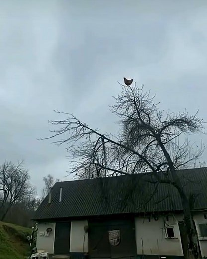 screaming chicken on tree but it broke sound barrier #shorts #meme