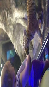 Get close enough to care to tiger cubs Izzy, Batari & Chira during Zoo Babies presented by MainSource Bank all month long! You can now see the cubs in our Night Hunters building. These cubs are very valuable as their species is critically endangered due to loss of habitat and illegal hunting. | Cincinnati Zoo & Botanical Garden