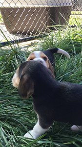 4.5K views · 67 reactions | Don't forget, our puppy-naming competition ends in three days! What would you call this very good boy from the M Litter?? It must start with M. Only one entry per person please | Ministry for Primary Industries | Facebook