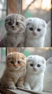 Top 16 Most Popular Kitten Breeds Explained: Which is Right for You?(Subtitled version) #かわいい #cat