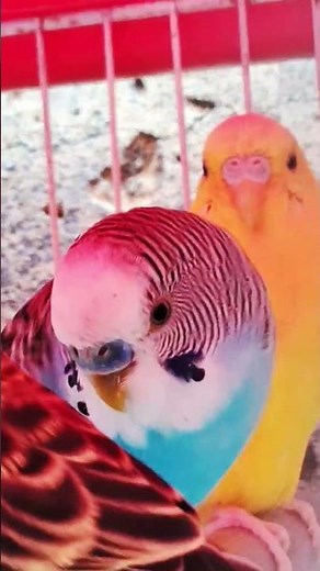 Does this blue parakeet stand out in this aviary? #budgies #pets #budgerigar