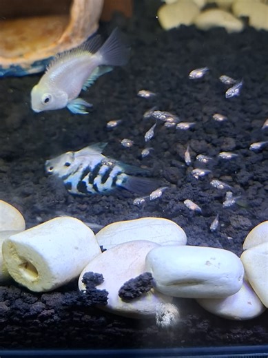 Understanding the Blue Polar Cichlid Fish