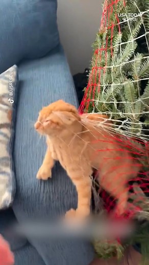 It's pure holiday havoc, cats can’t resist climbing (and attacking) Christmas trees. | The Greenville News