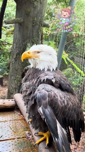 Amazing Bald Eagle 🦅 | Real Animal Learning for Kids and Toddlers | Early Learning Academy
