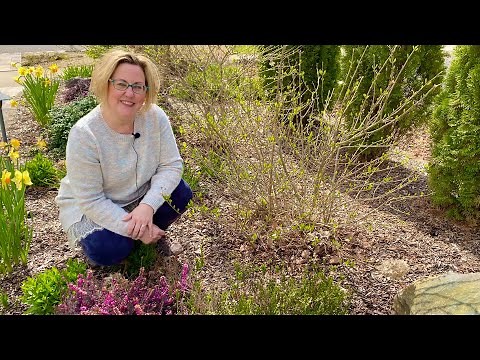 How to Prune Little Lime Hydrangeas (Easy Step By Step)