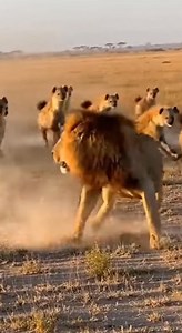 544K views · 14K reactions | Lion vs Hayena, Predator vs prey. #wildlife #animals #lions #nature | My love 007 | Facebook