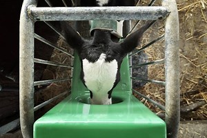 Rearing dairy calves