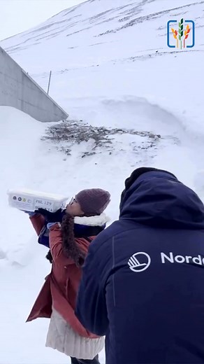 The Svalbard Global Seed Vault has opened its doors for the first deposit of 2025, welcoming over 14,000 new seed samples! 🌱 These seeds represent vital global crop diversity and the rich knowledge, culture and resilience of the communities that cultivate them. As a global backup for food security, the Seed Vault is managed by the Norwegian Ministry of Agriculture and Food, NordGen, and the Crop Trust. Since 2008, 123 genebanks from 85 countries have entrusted their seeds to this icy fortress,