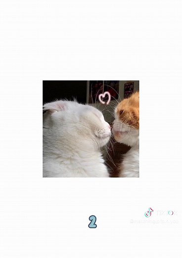 Matching Cat PFPs for Couples | Cute Cat Profile Picture Ideas