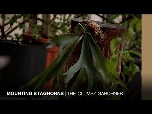 Mounting staghorn ferns onto tree logs | THE CLUMSY GARDENER