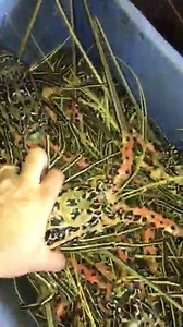 7.2K views · 72 reactions | Arrivage de langoustes à La Mer Rouge Qu'est-ce qu'on mange aujourd'hui? | La Mer Rouge | Facebook