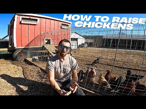 How to Raise Chickens for Beginners