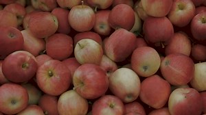 Straight from the farm, our apples are in stores and in season! Grab some during this week’s sale, now through 10/11. 🍎 #apples #localproduce | MARTIN’S