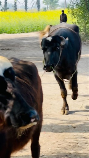 Fast Breeder Buffalo #shorts