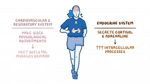 Video: Physiological changes during exercise - Video Explanation! | Osmosis