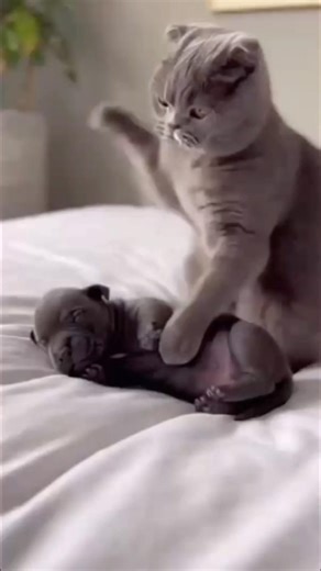Scottish Fold Bullies a Cane Corso Puppy...Until Mom Walks In