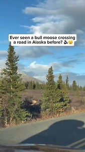 2.9M views · 8.2K reactions | A bull moose is the ultimate giant of...