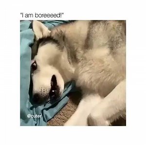 2.2K views · 210 reactions | me: | Dang, Doggo | Facebook