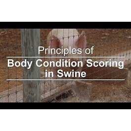Principles of Body Condition Scoring in Swine