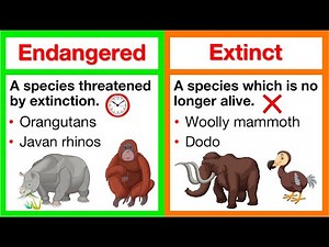 Endangered vs Extinct 🤔 | What's the difference? | What causes extinction? | How can we help?