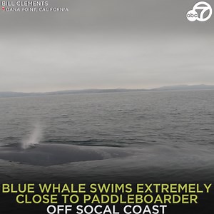 872K views · 33K reactions | "OH MY GOD!" A paddleboarder got the surprise of his life when he got an up-close view of a blue whale just off Dana Point. Bill Clements had his GoPro rolling when he suddenly encountered the largest mammal on the planet right next to him. https://abc7.la/3Tz1Bg2  | ABC7 | Facebook