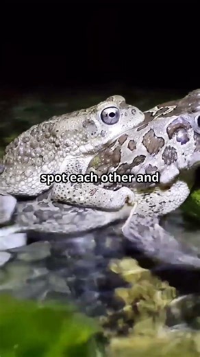 Why These Toads Turn Neon Yellow—And What It Means!