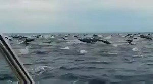 616K views · 22K shares | Unbelievable..Dolphins!!! <3 | Fascinating World | Facebook