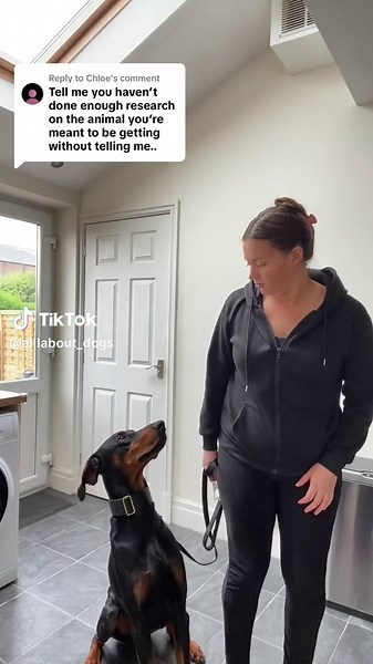 Understanding Doberman Pinschers: A Guide for Future Owners