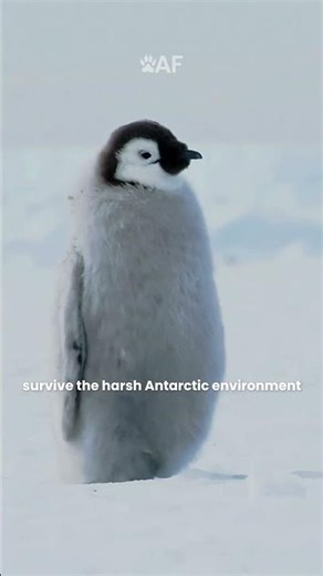 Why Baby Emperor Penguins Don’t Look Like Their Parents?